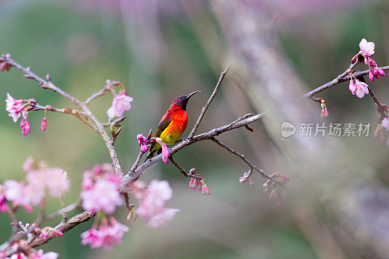 太阳鸟:成年雄性古尔德夫人太阳鸟(Aethopyga gouldiae)